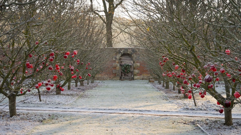 Frosty apple trees in Gibside's Walled Garden